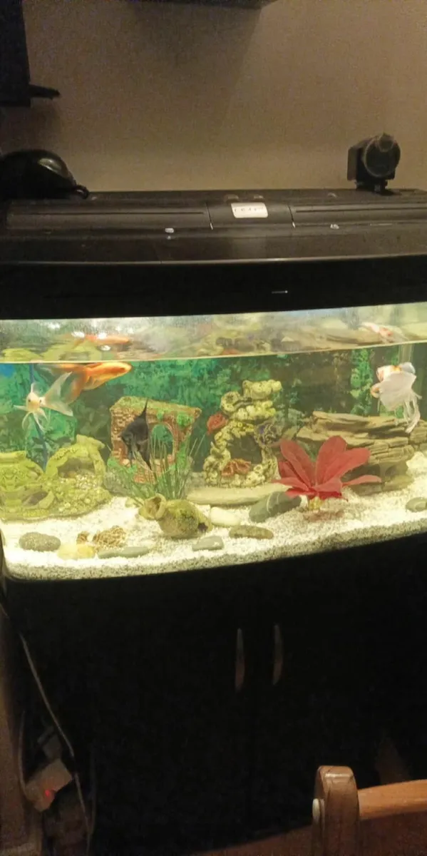 Fish tank - Image 4