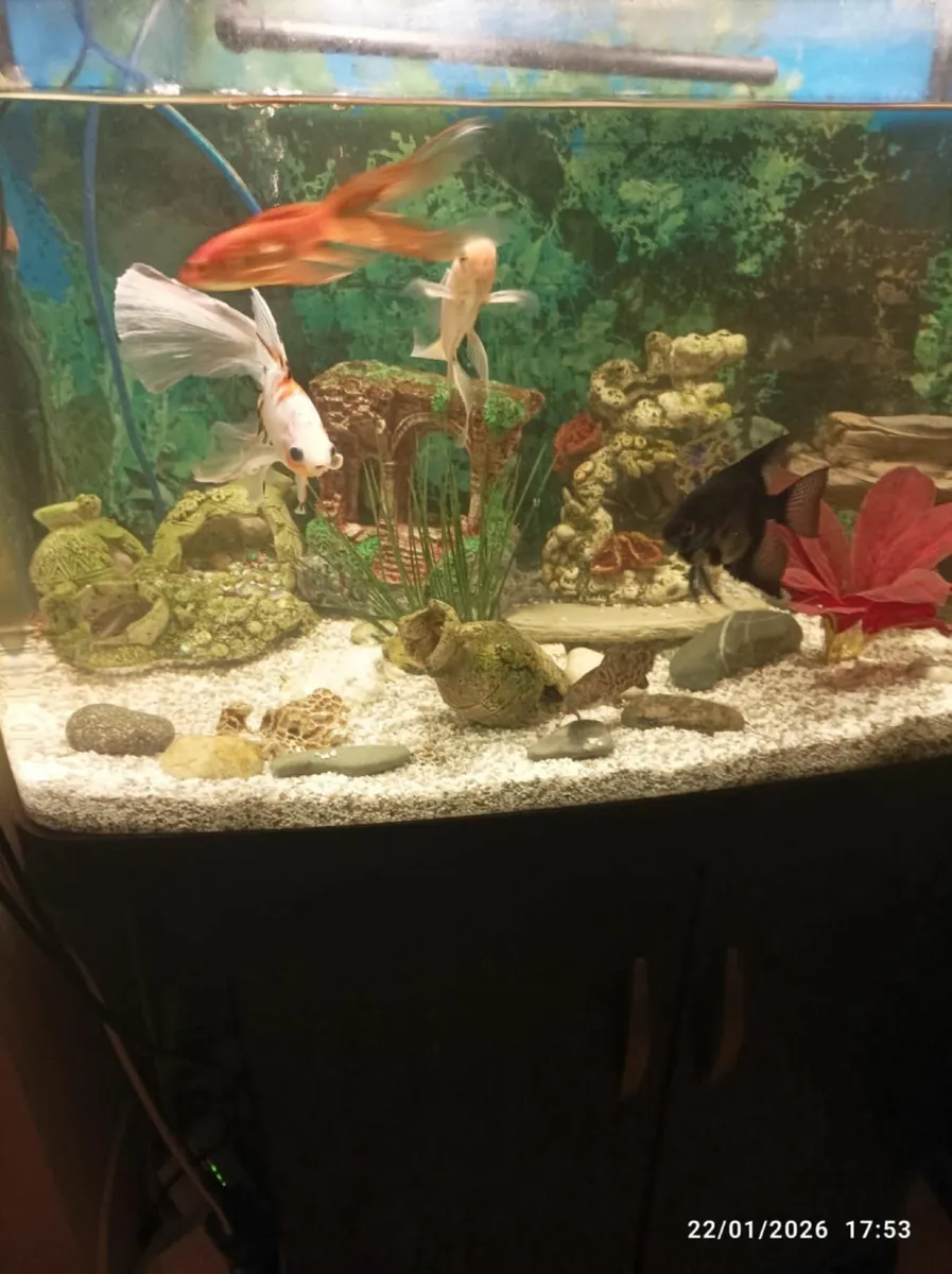 Fish tank - Image 1