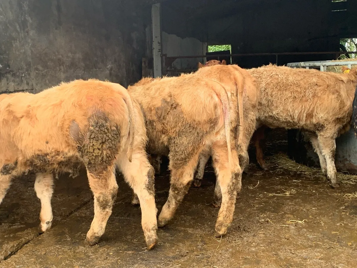 10 super 300kg u grade heifers - Image 3