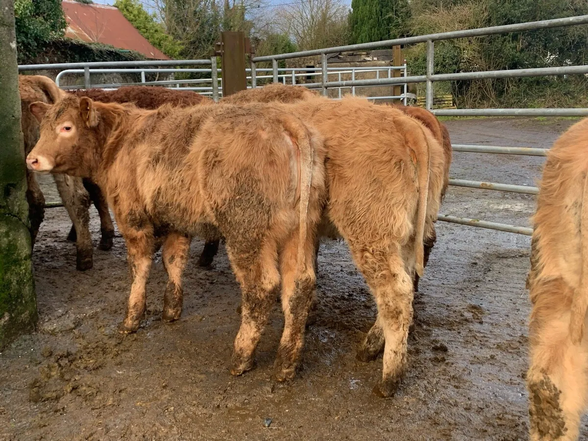 10 super 300kg u grade heifers - Image 4