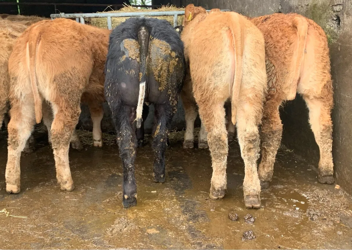 10 super 300kg u grade heifers - Image 1