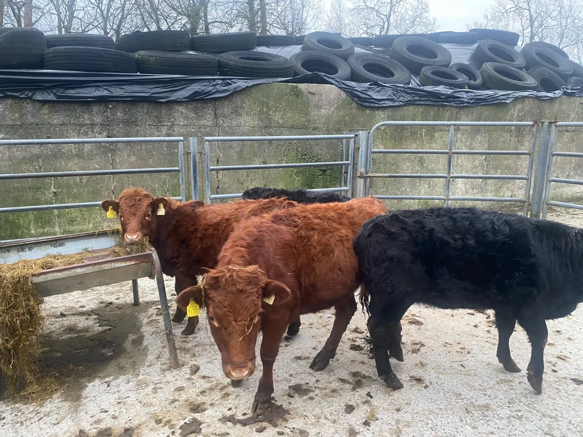 Dexter heifers - Image 3