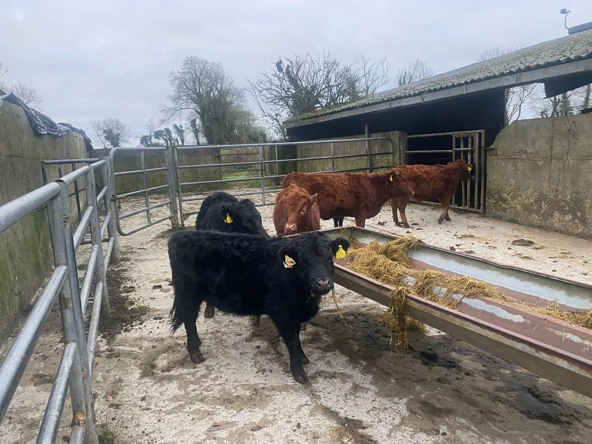 Dexter heifers - Image 1