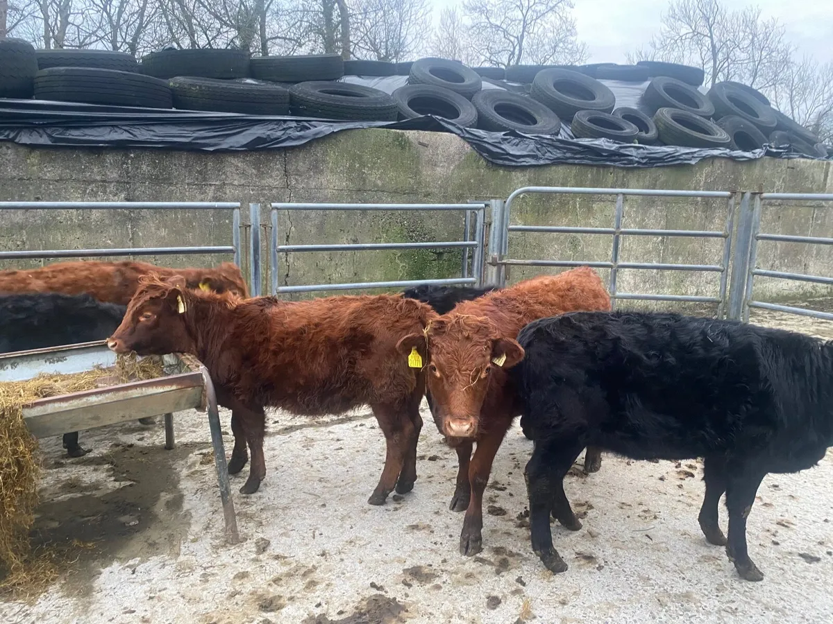 Dexter heifers - Image 2