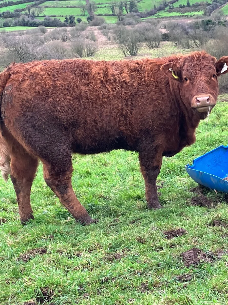 Breeding heifers - Image 1
