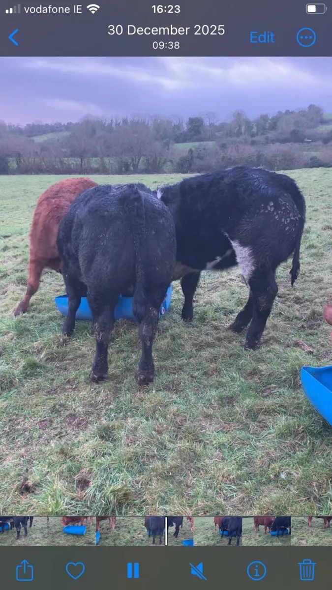 Breeding heifers - Image 2