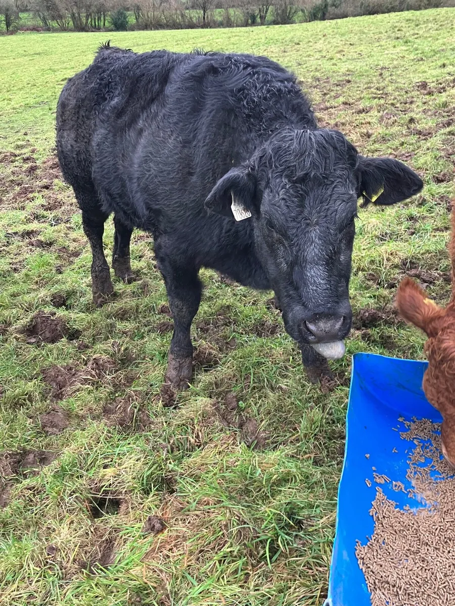 Breeding heifers - Image 3