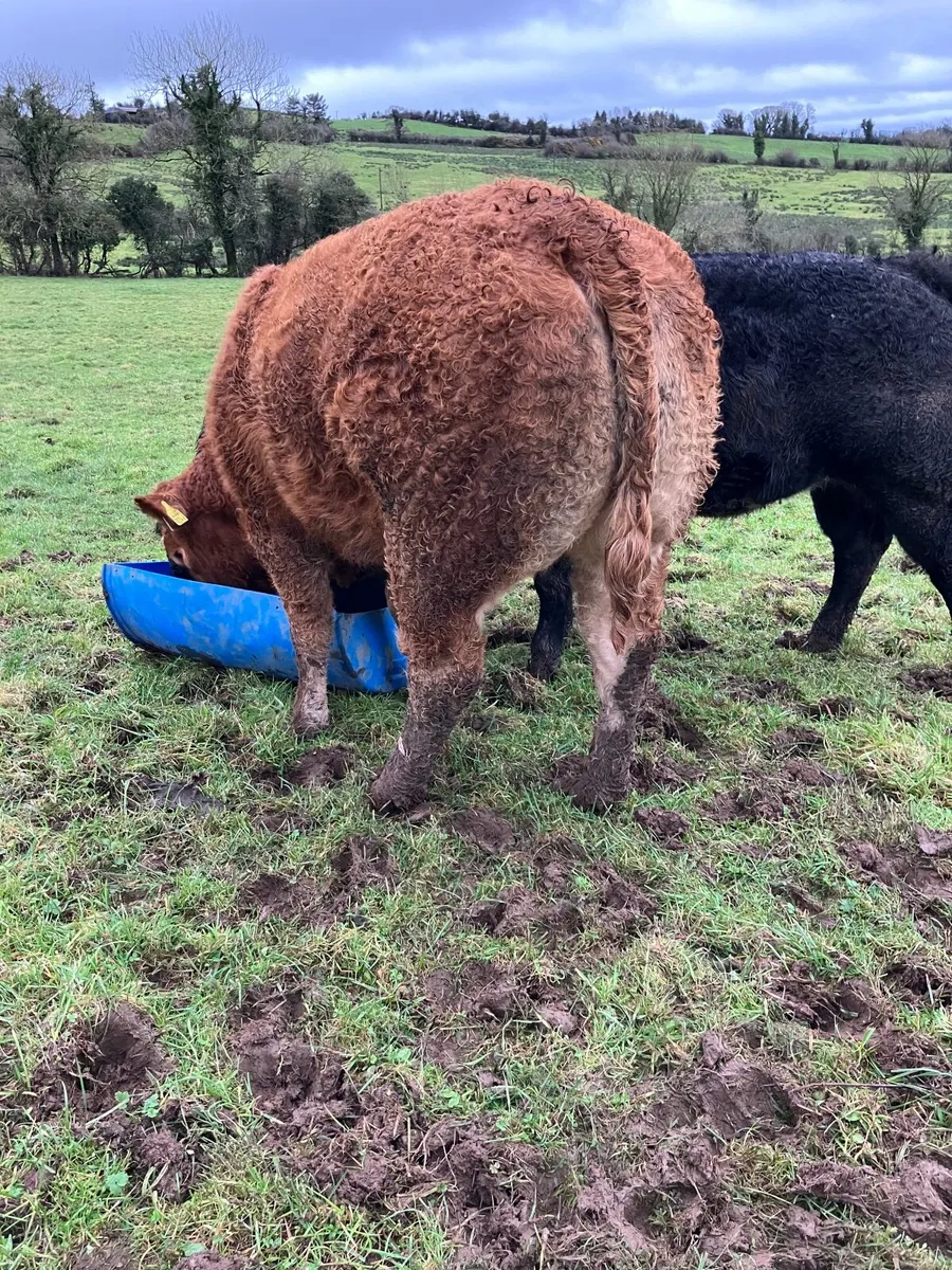 Breeding heifers - Image 4