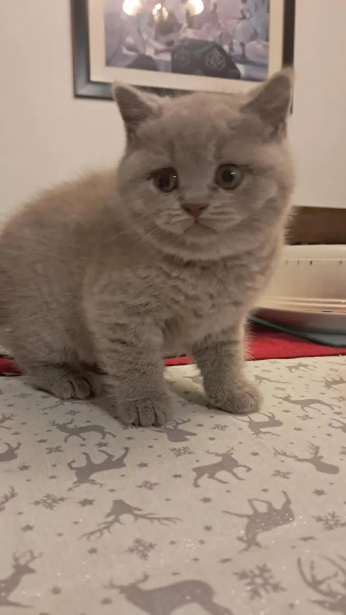 Pure Briitish Shorthair litten - Image 1