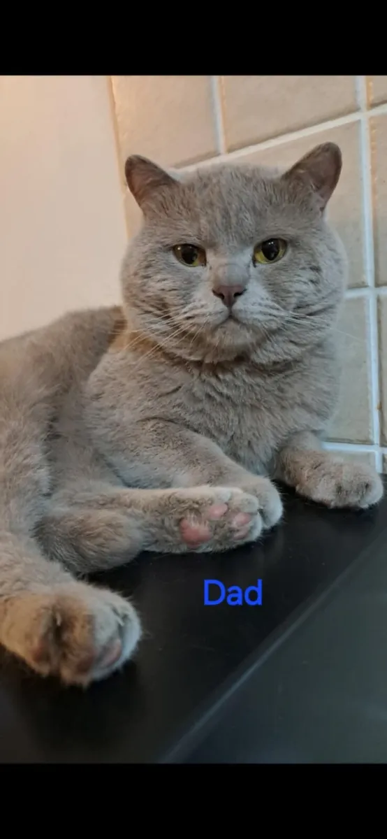 Pure Briitish Shorthair litten - Image 4