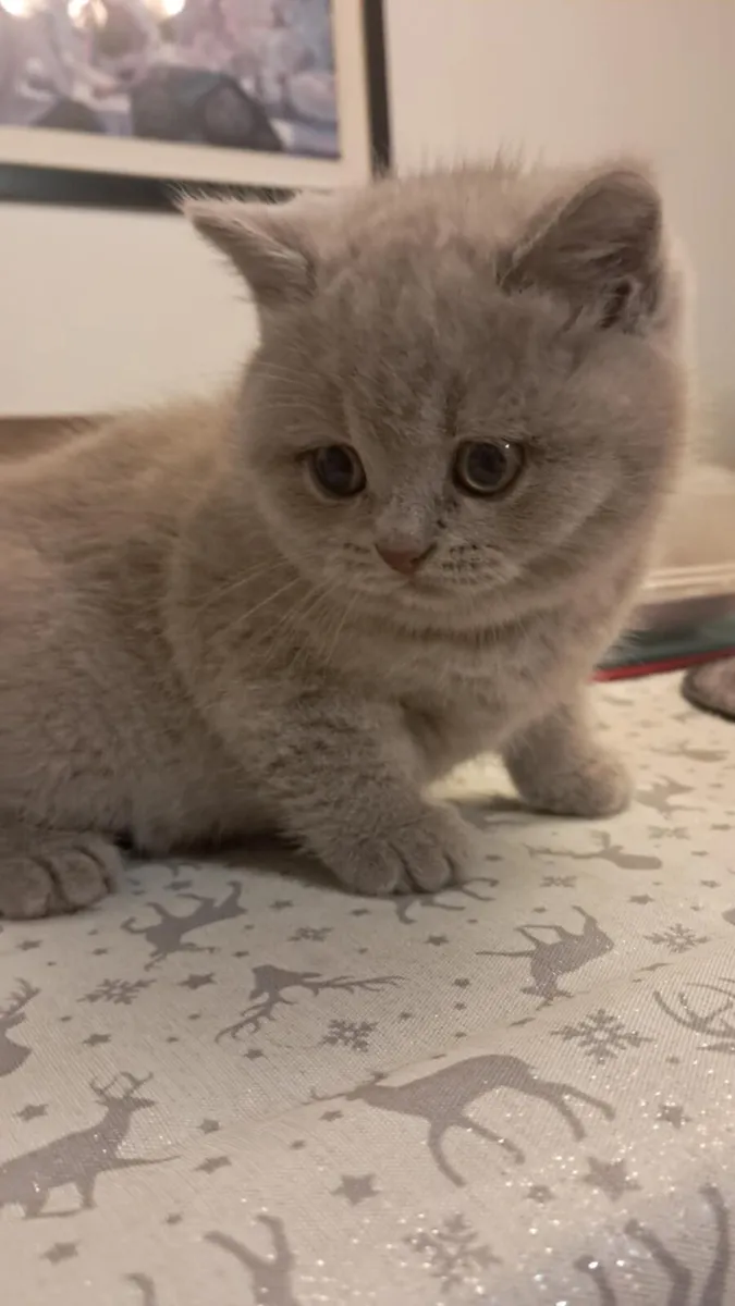 Pure Briitish Shorthair litten - Image 3