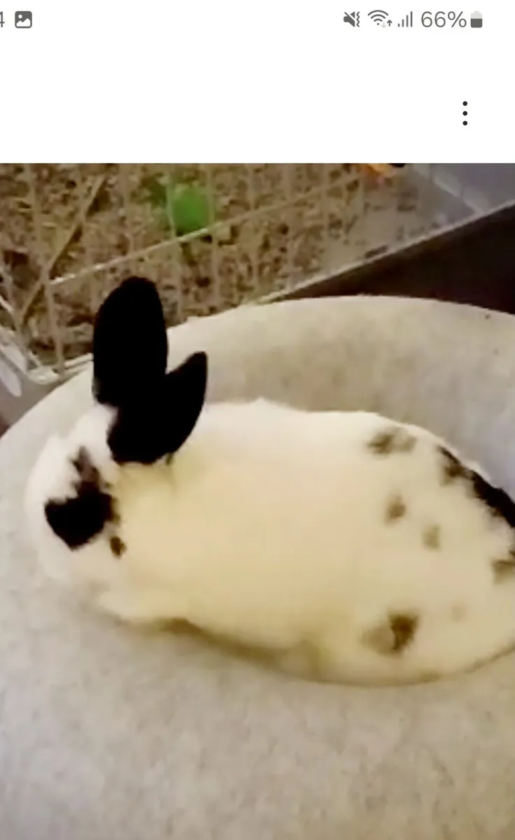 Dwarf Rabbit - Image 1