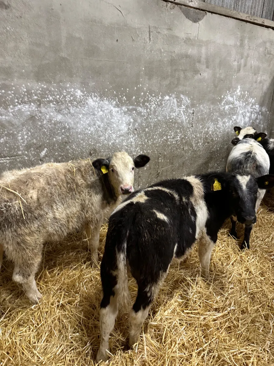 Blue heifers - Image 1