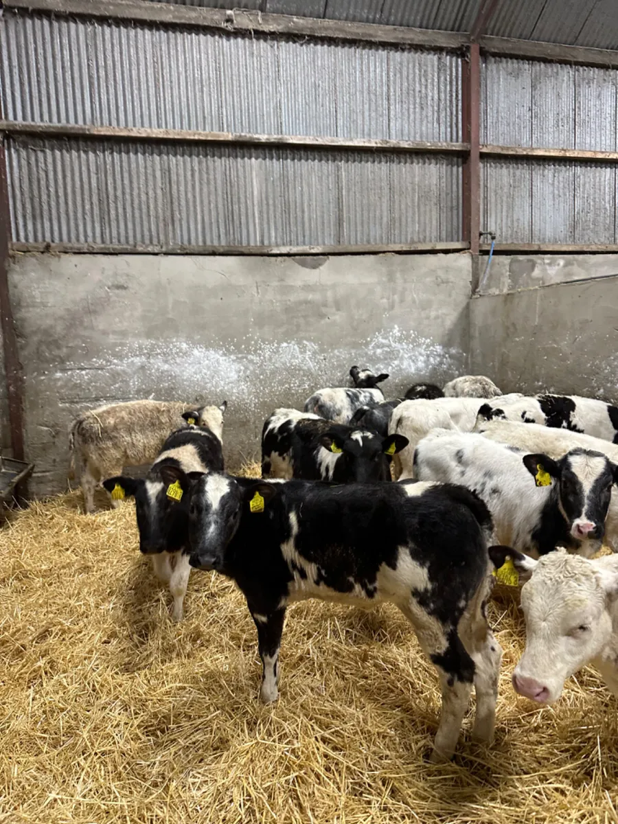 Blue heifers - Image 2