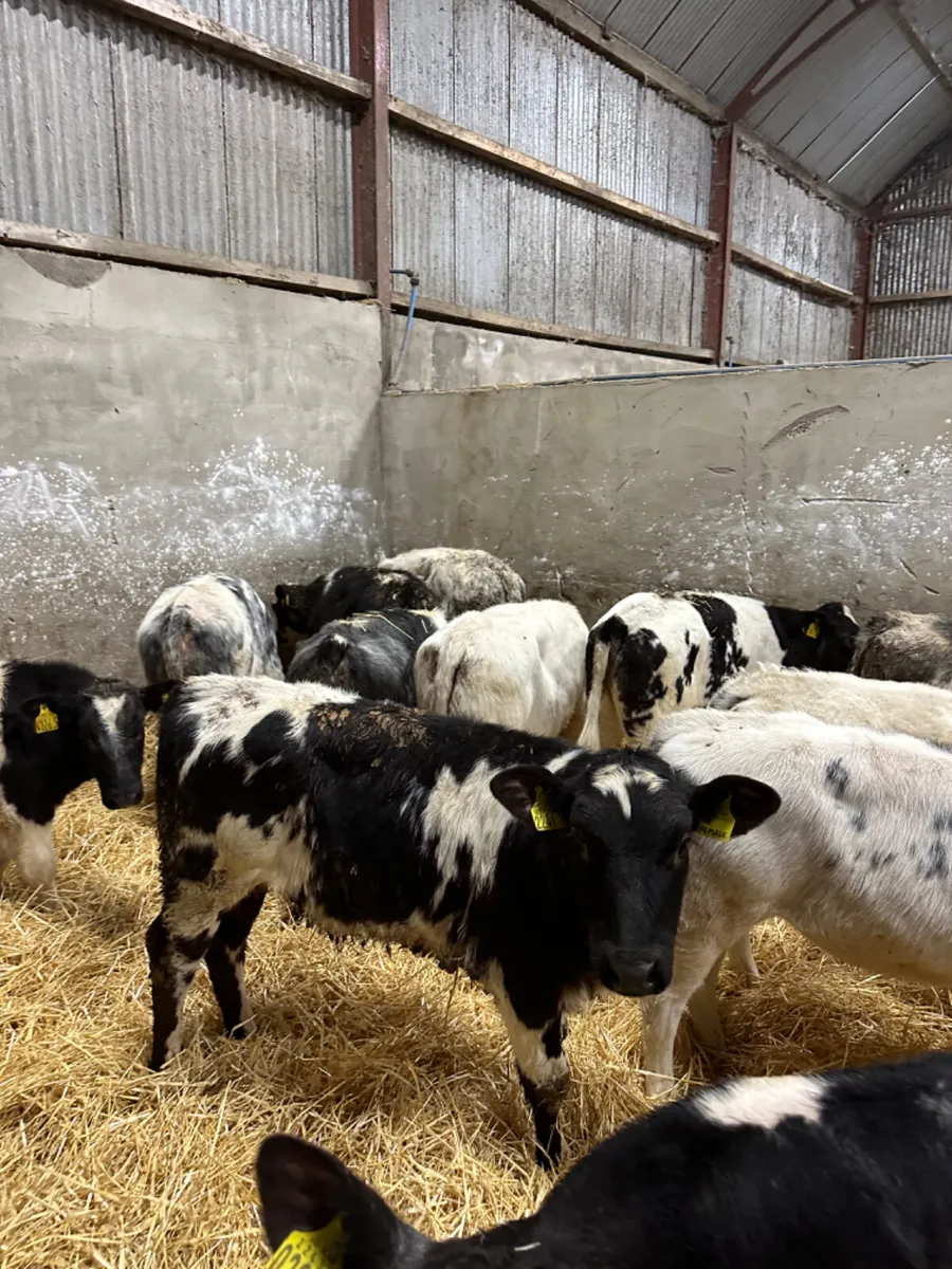 Blue heifers - Image 3