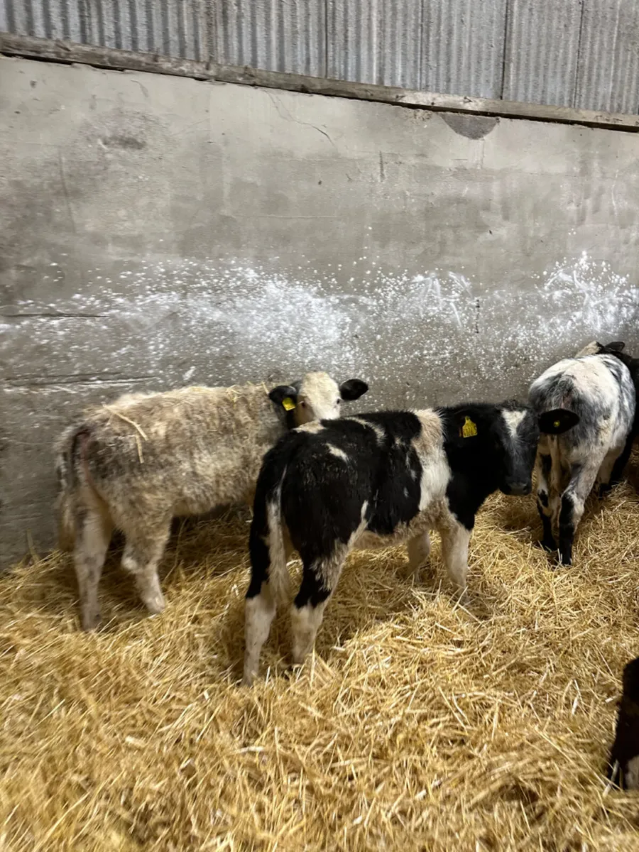 Blue heifers - Image 4