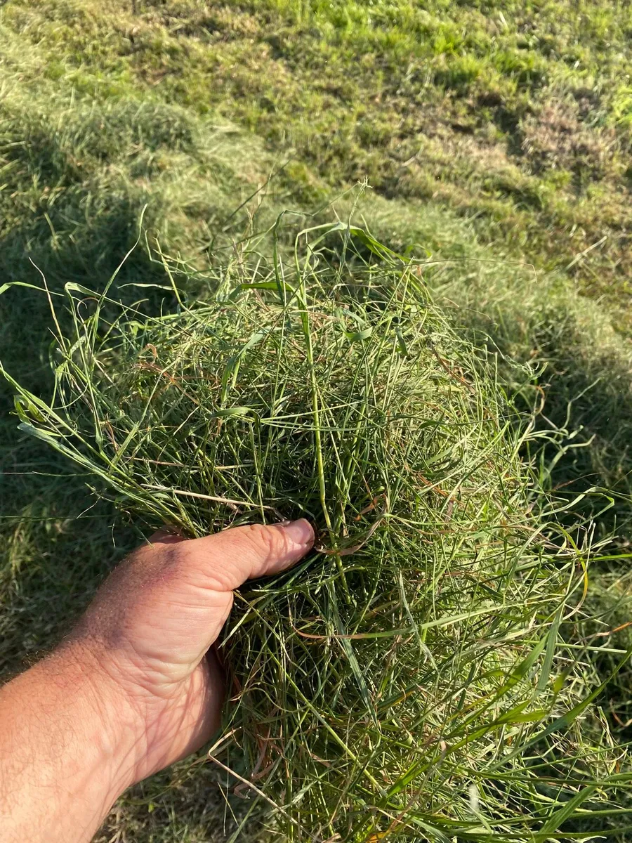 35 bales aftergrass haylage - Image 1