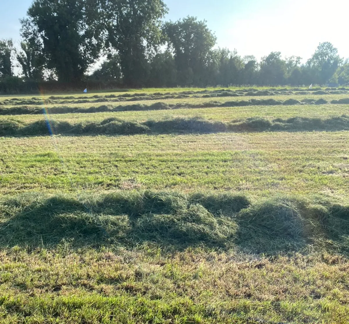 35 bales aftergrass haylage - Image 3
