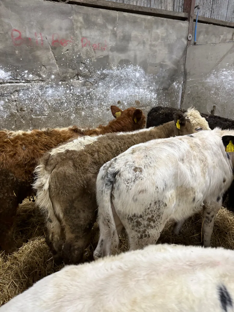Blue Charolais and lim bulls - Image 1