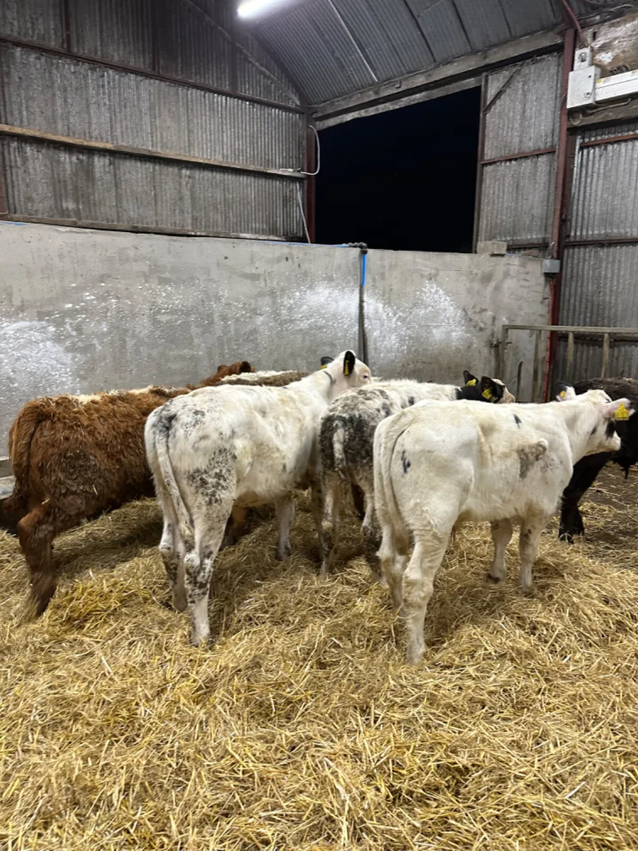 Blue Charolais and lim bulls - Image 3