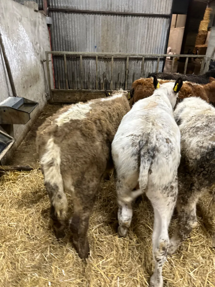Blue Charolais and lim bulls - Image 4