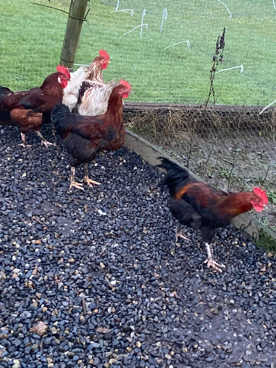 Roosters - Image 2