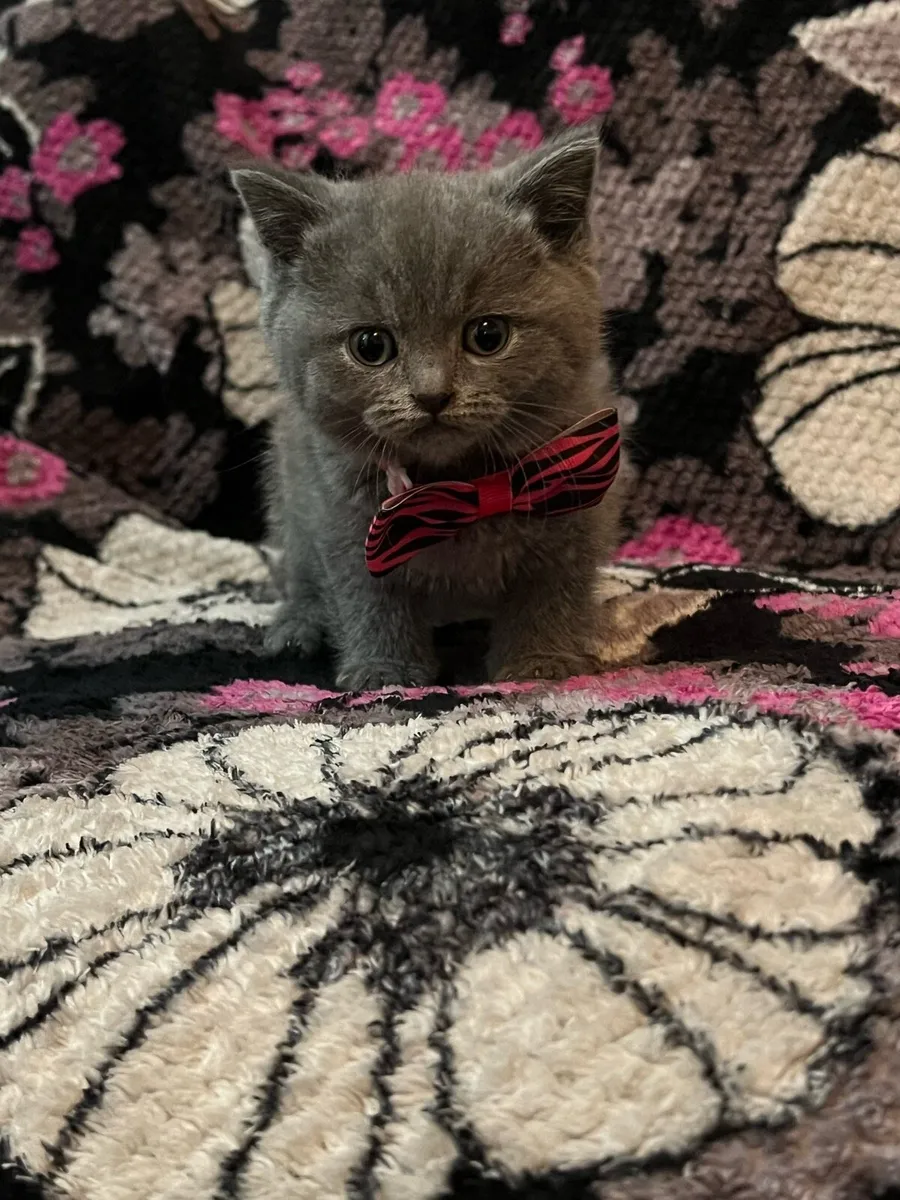 British shorthair kittens - Image 1