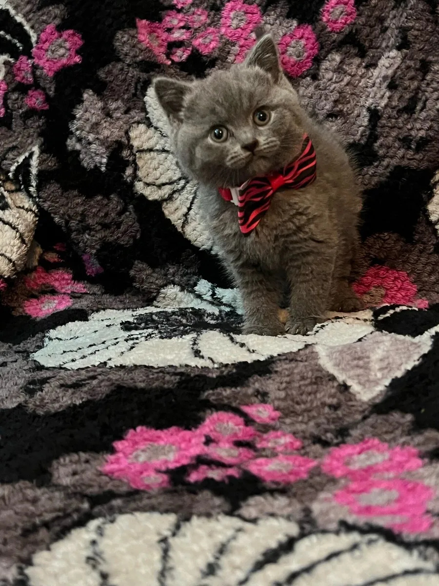 British shorthair kittens - Image 2
