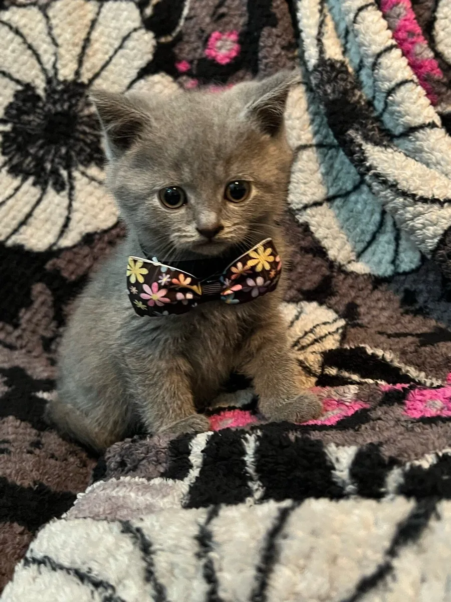 British shorthair kittens - Image 3