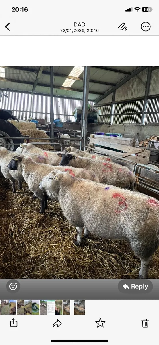 Ewes with triplets - Image 2