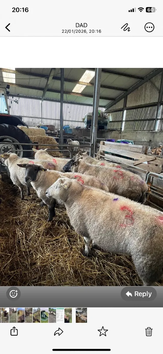 Ewes with triplets - Image 1