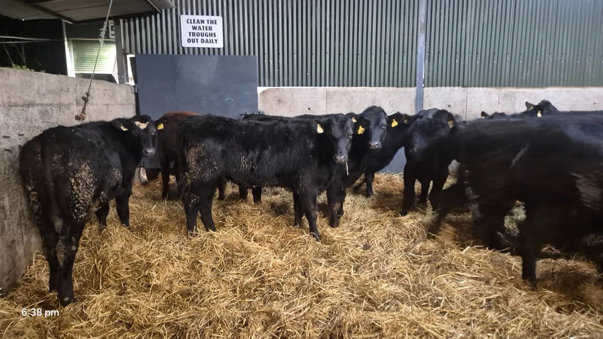 50 Aberdeen Angus Bullocks 2025 born - Image 1