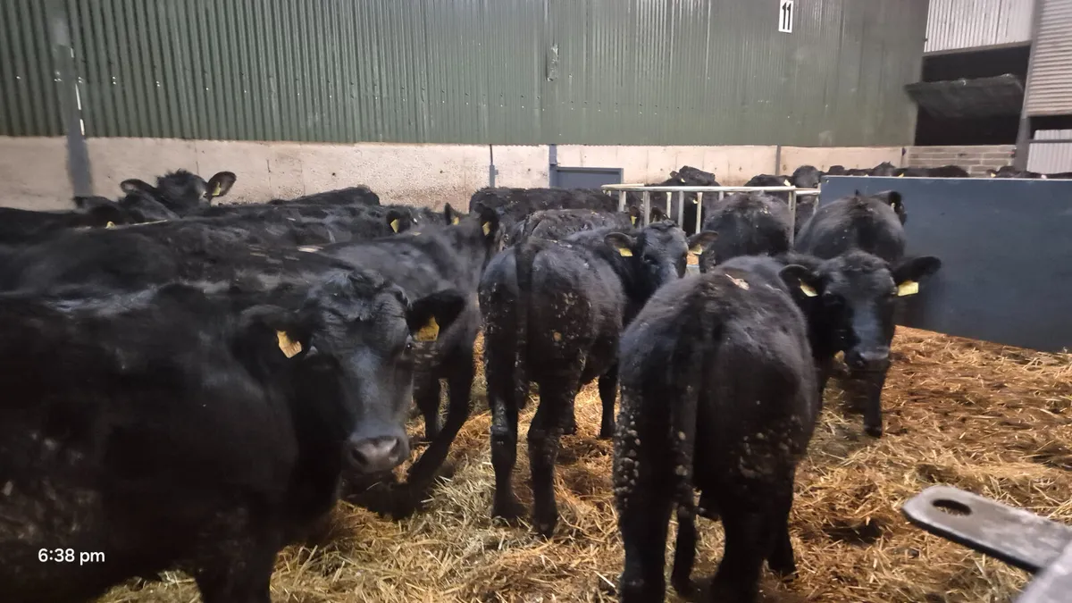 50 Aberdeen Angus Bullocks 2025 born - Image 2