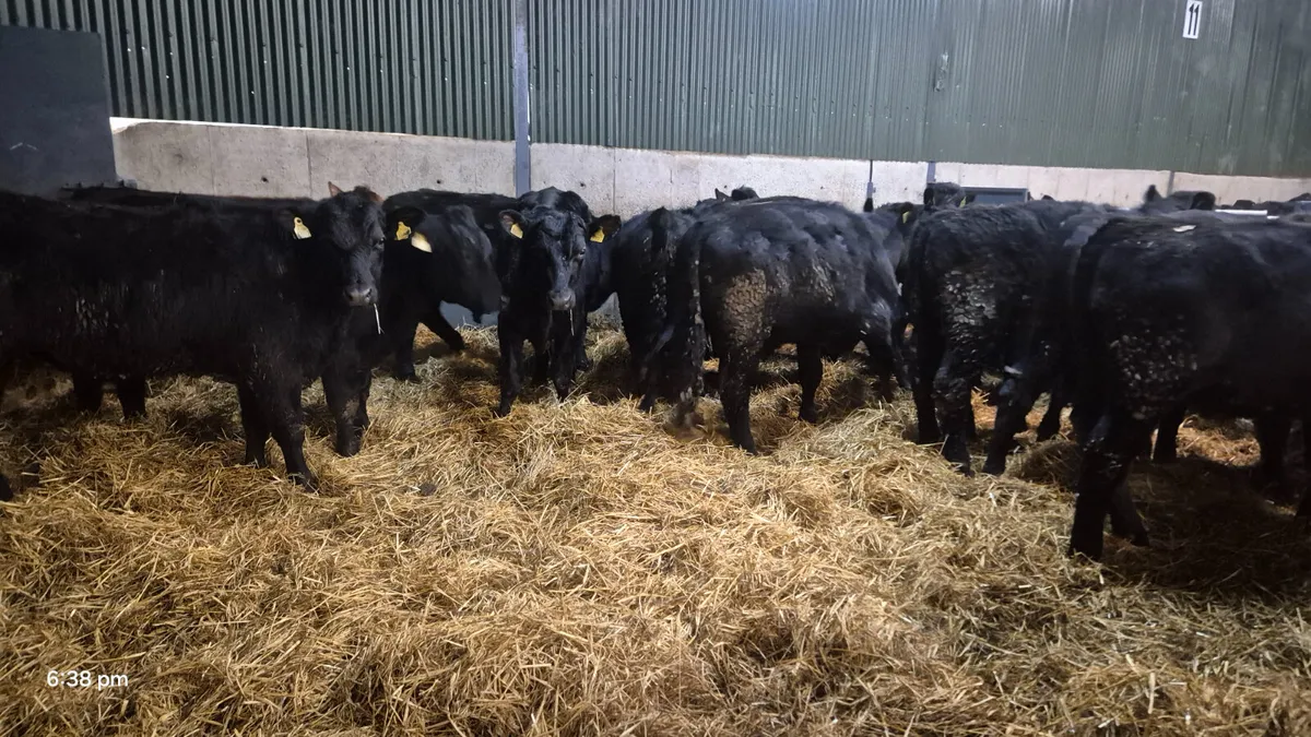 50 Aberdeen Angus Bullocks 2025 born - Image 4