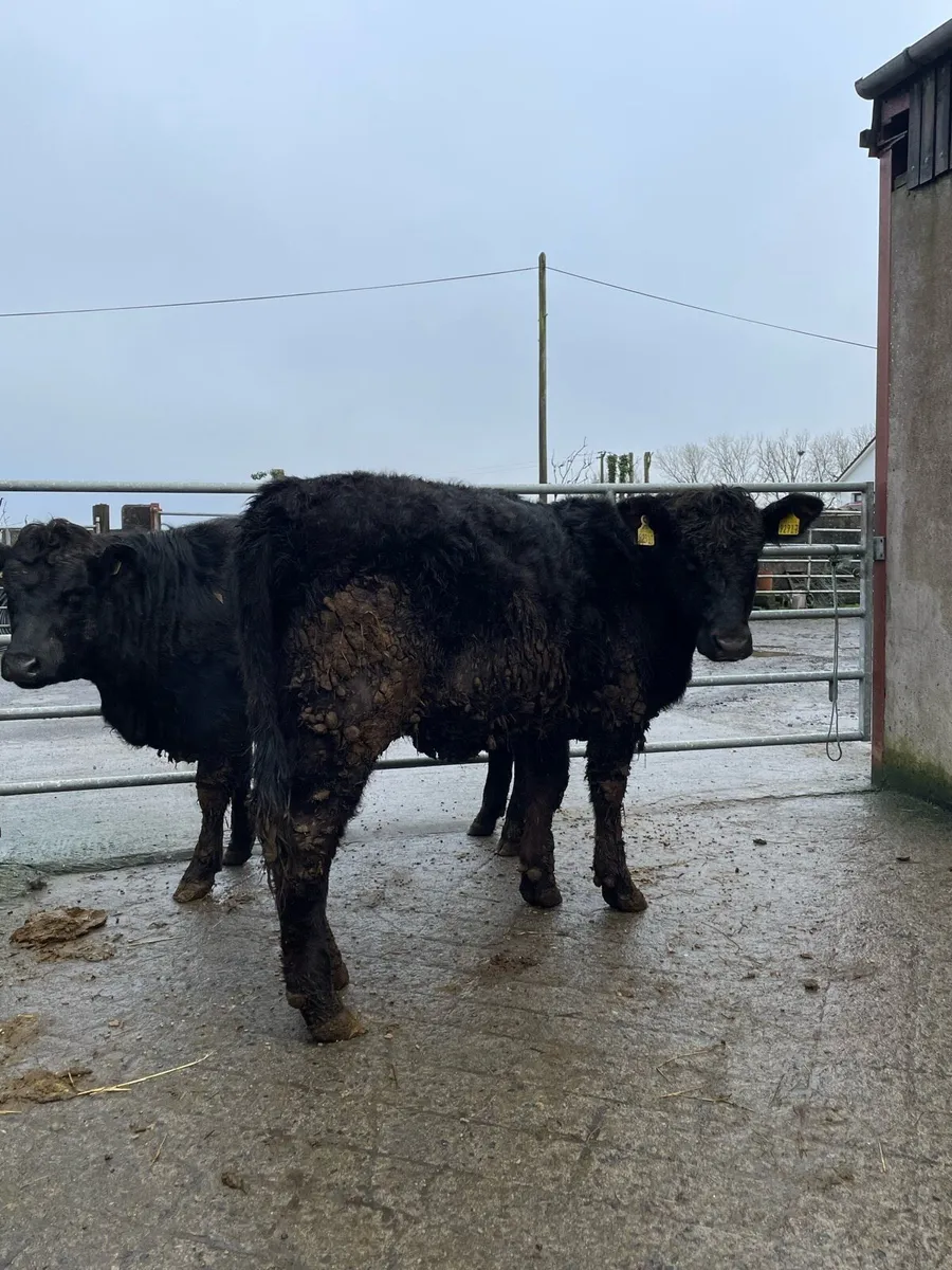 2 Angus heifers - Image 3
