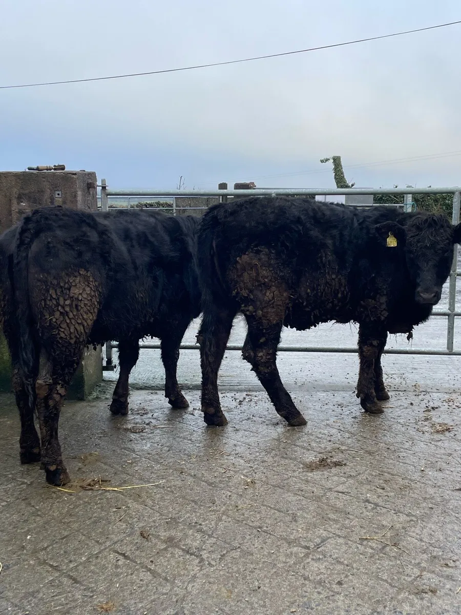 2 Angus heifers - Image 4