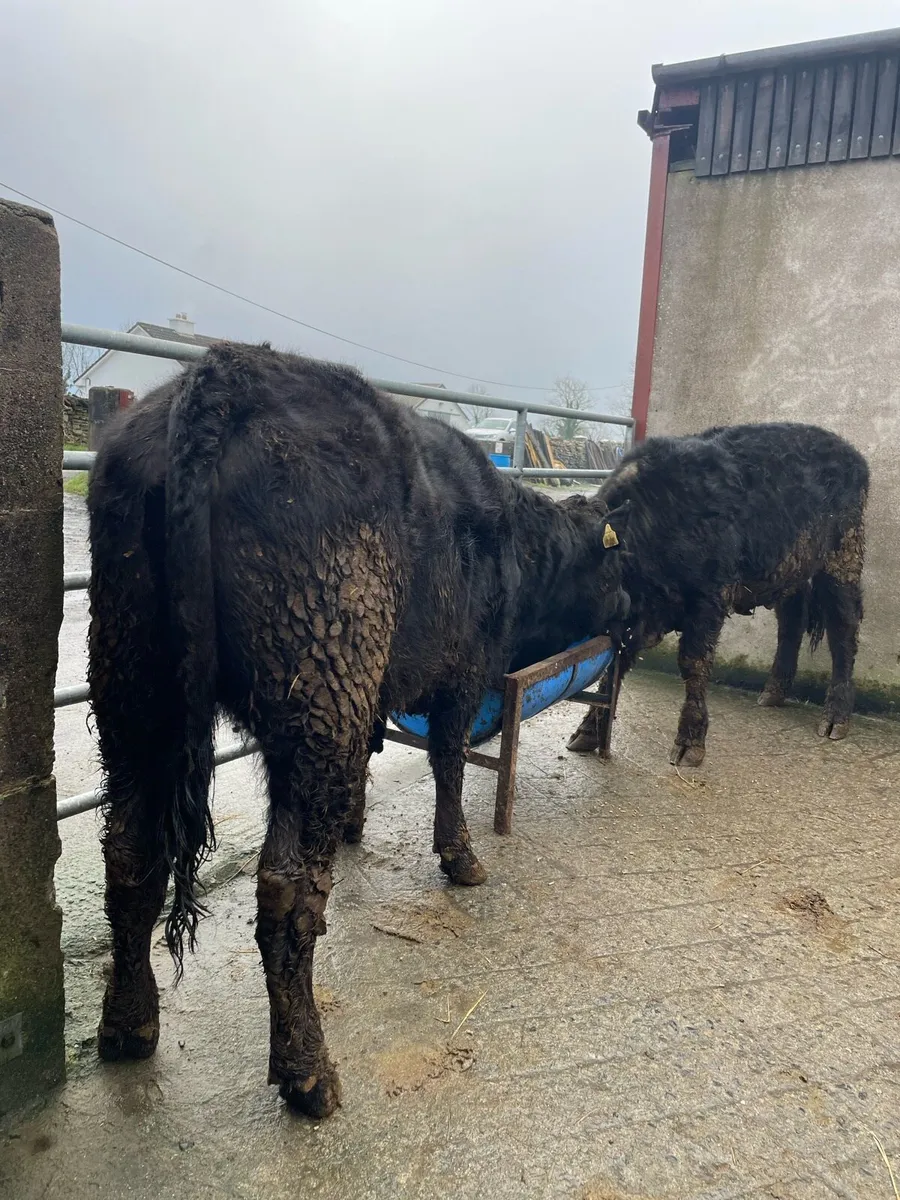 2 Angus heifers - Image 1