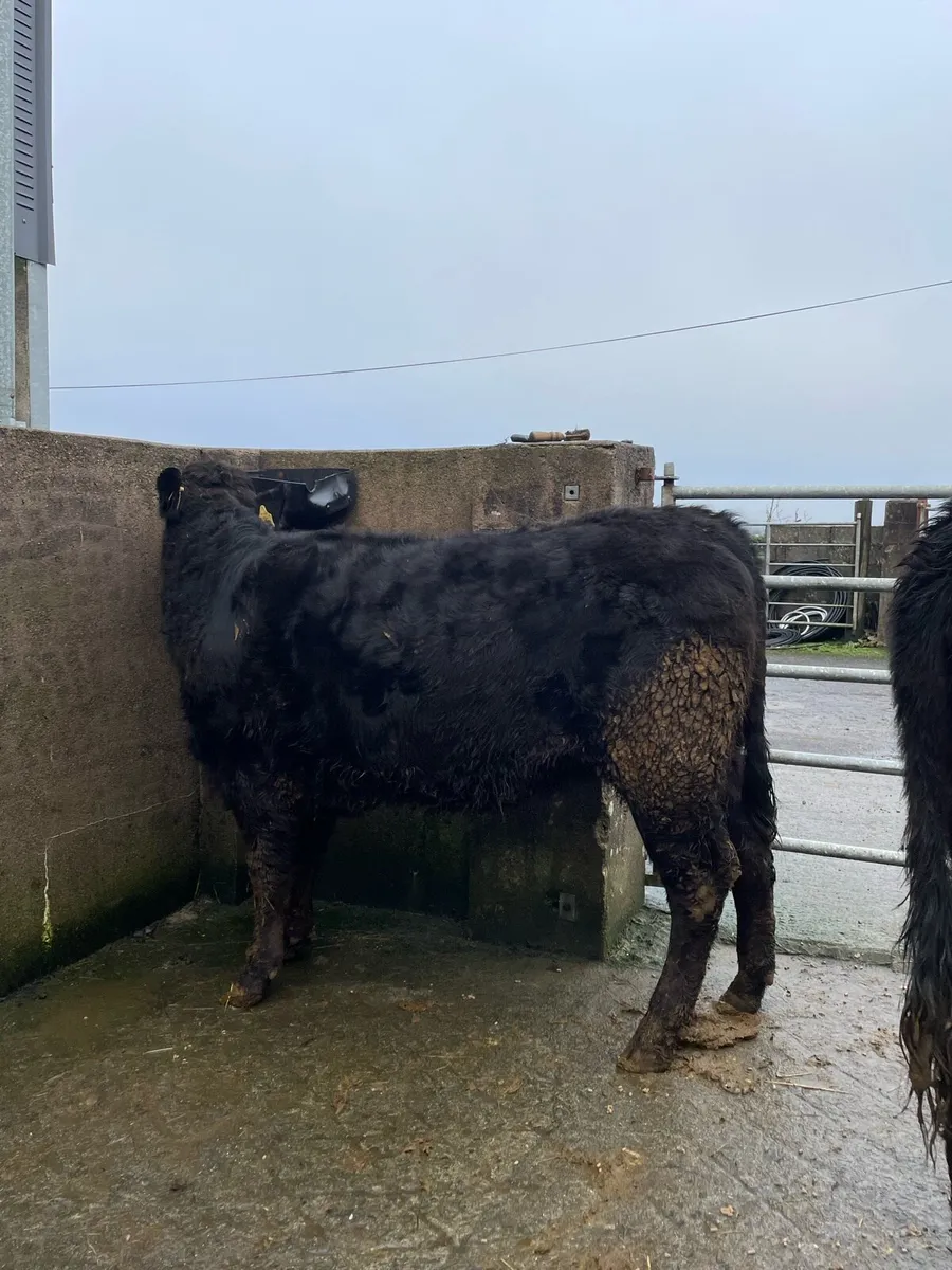 2 Angus heifers - Image 2