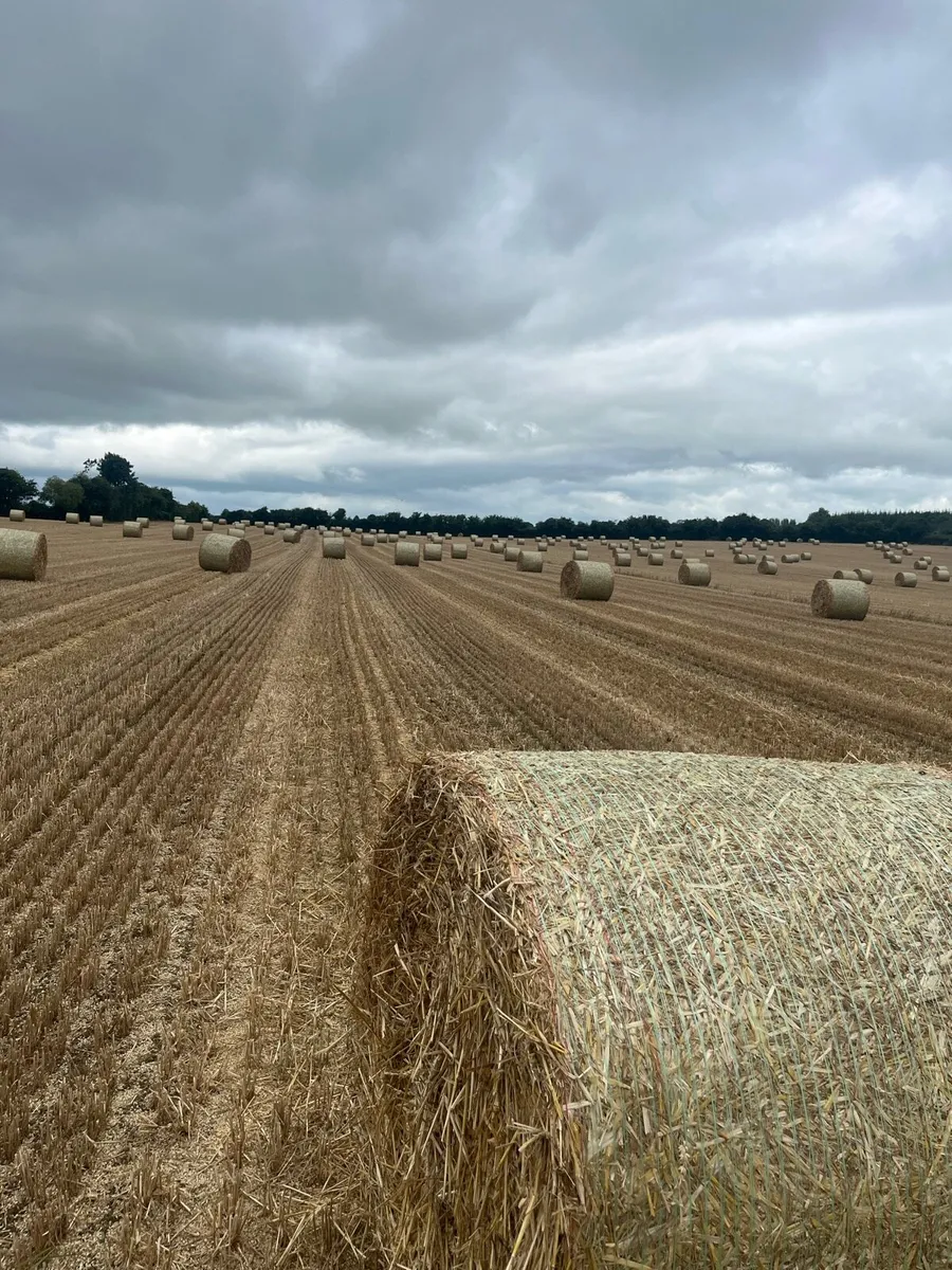 Winter wheat straw - Image 2