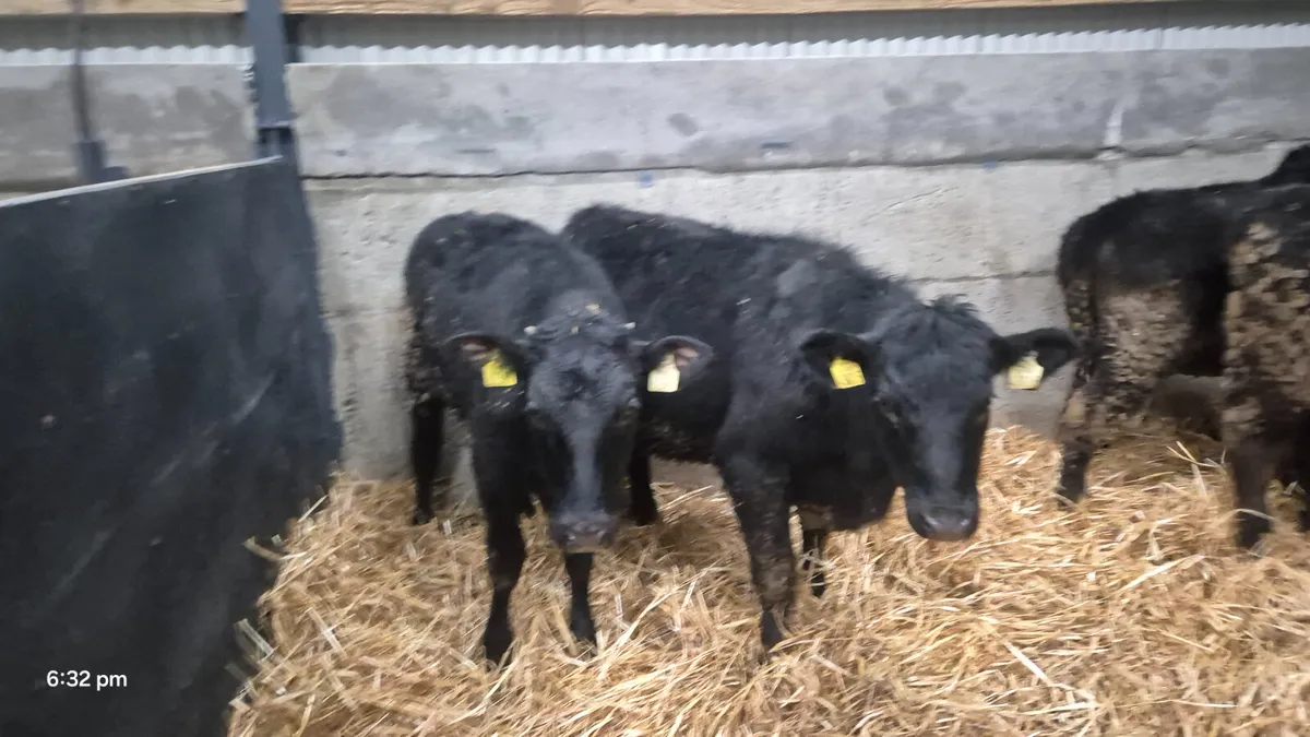 6 Aberdeen Angus Heifer Weanlings for sale - Image 3