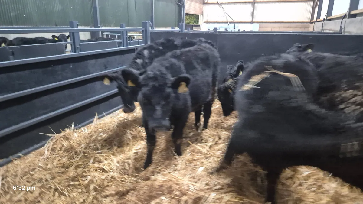 6 Aberdeen Angus Heifer Weanlings for sale - Image 4