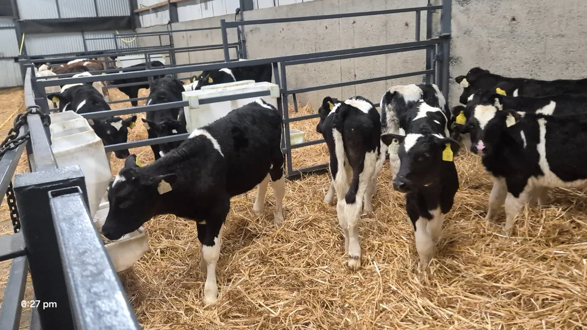 10 Friesian bull calves for sale - Image 4