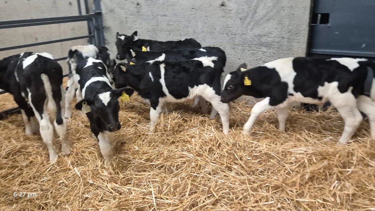 10 Friesian bull calves for sale - Image 3