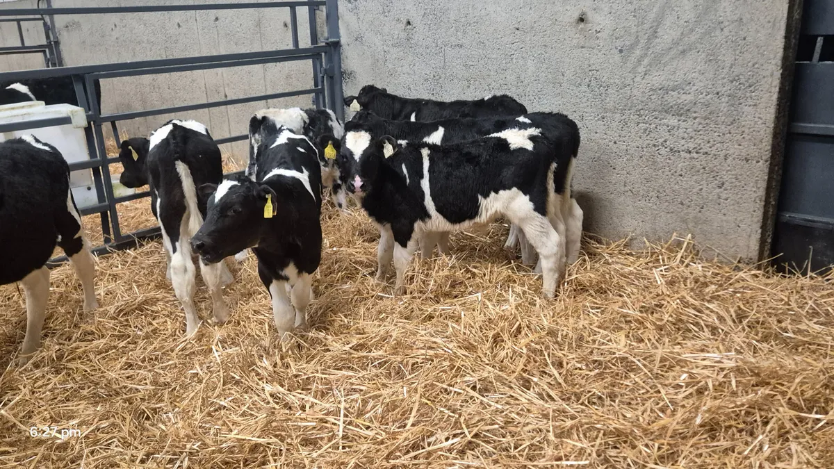 10 Friesian bull calves for sale - Image 2