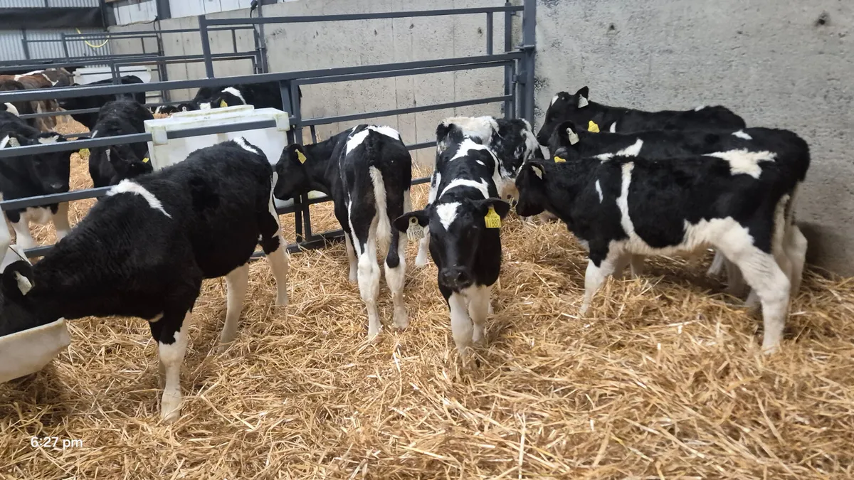 10 Friesian bull calves for sale - Image 1
