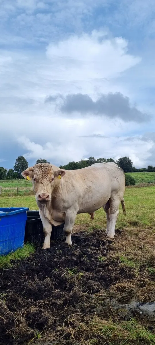 Charolais Bull Pedigree registered - Image 1