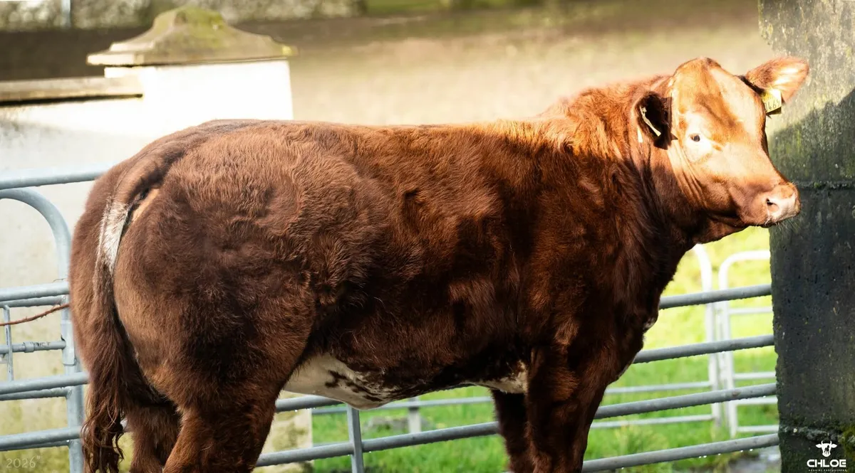 SUPER STYLISH HYBRID HEIFER - Image 2