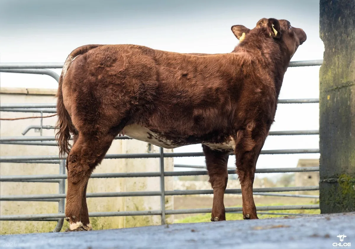 SUPER STYLISH HYBRID HEIFER - Image 3
