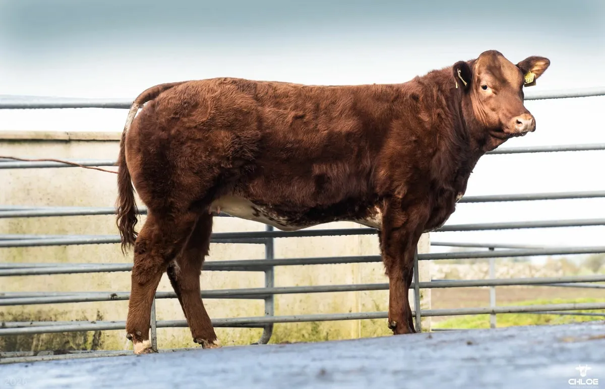SUPER STYLISH HYBRID HEIFER - Image 1