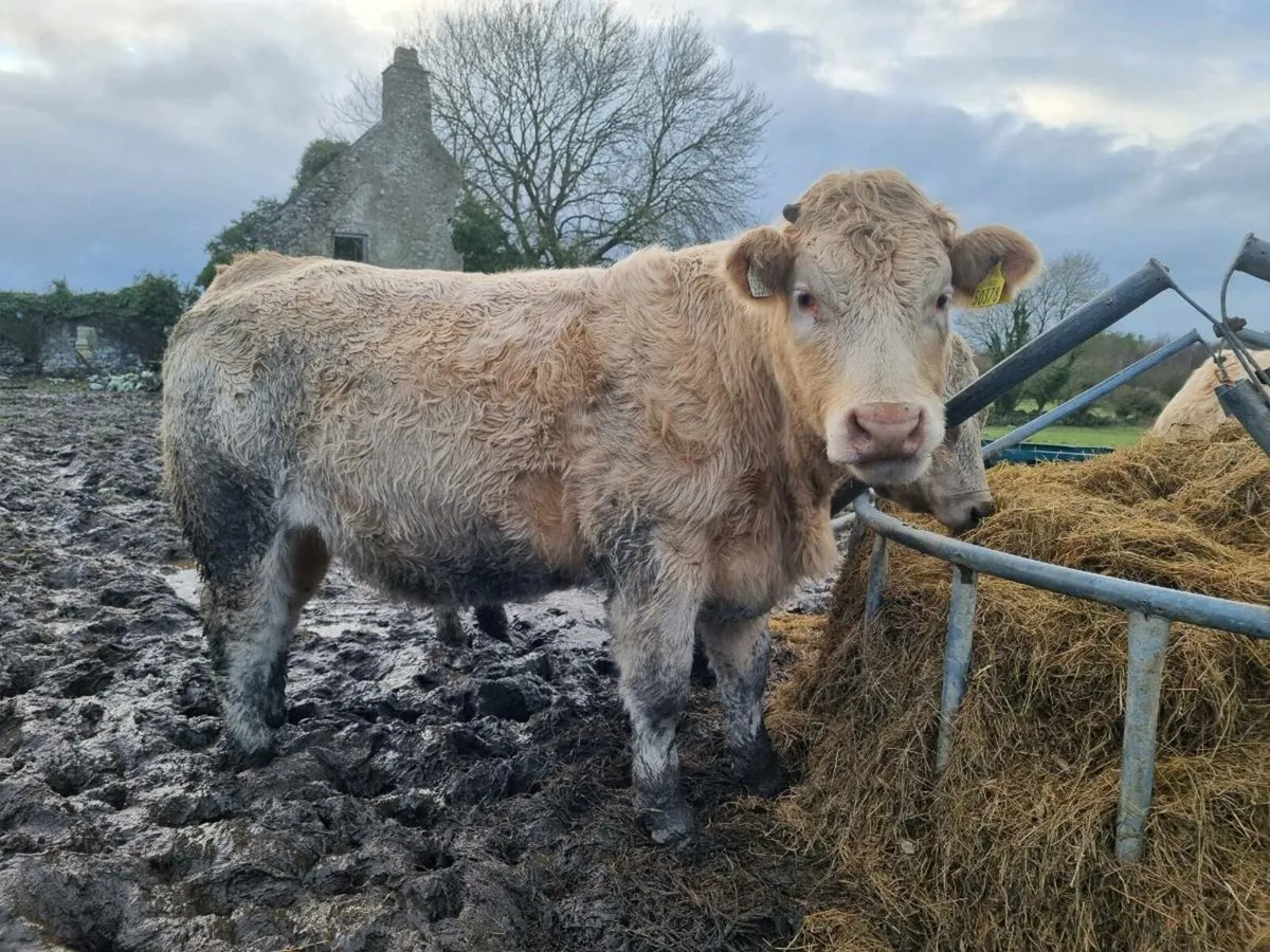 Charolais Bull Pedigree registered - Image 2
